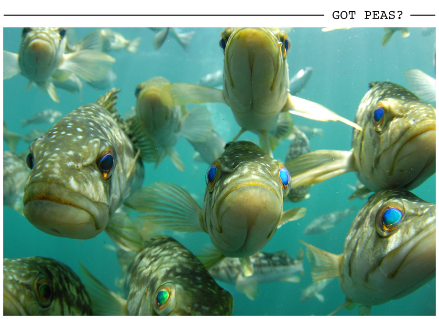 Got Peas? postcard photo