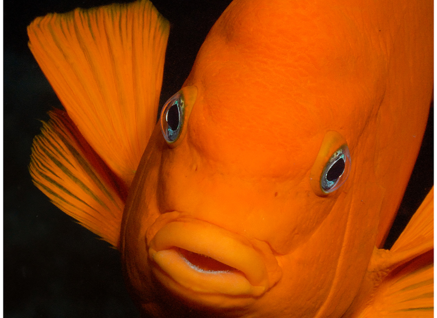 Portrait of a Garibaldi postcard photo