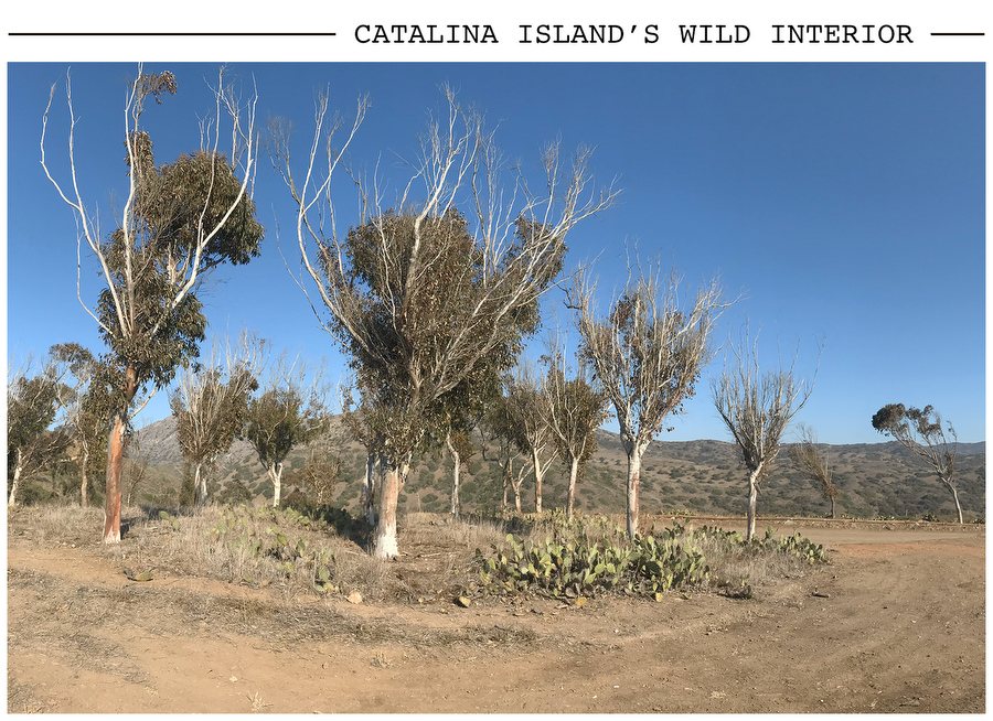Catalina Island's Wild Interior postcard photo