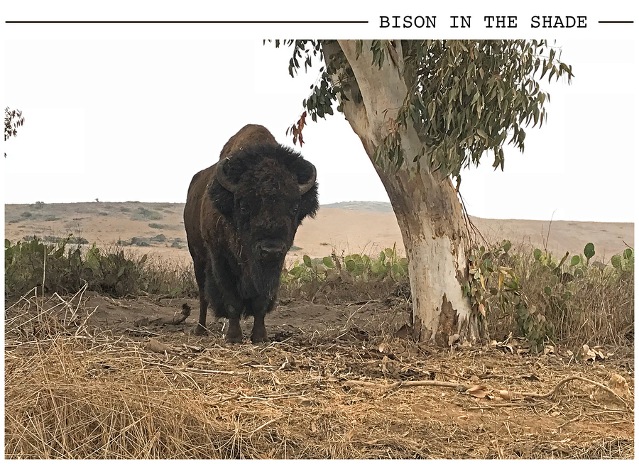 Bison in the Shade postcard photo