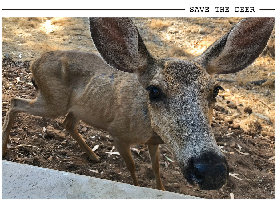 Save the Deer postcard photo