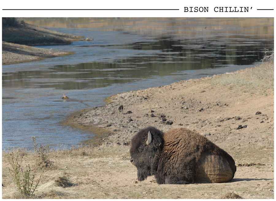 Bison Chillin' postcard photo