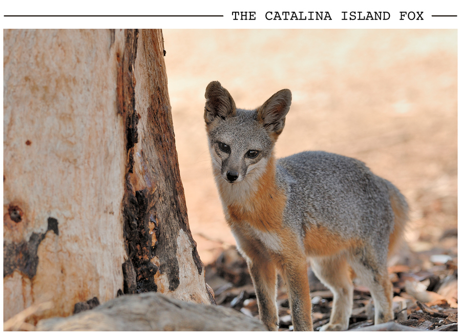 The Catalina Island Fox postcard photo
