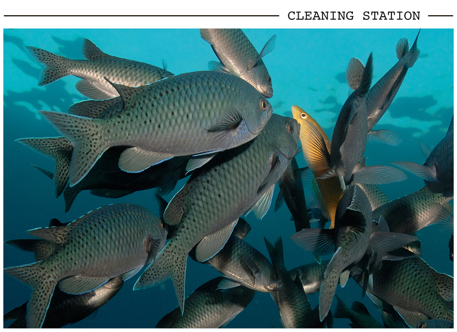 Cleaning Station postcard photo
