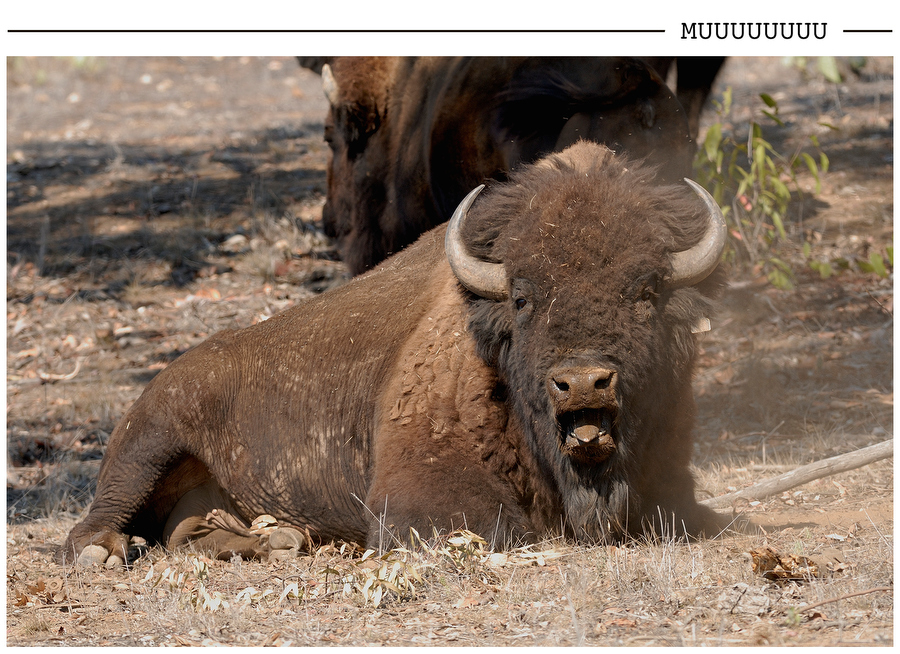 Muuuuuuuu postcard photo