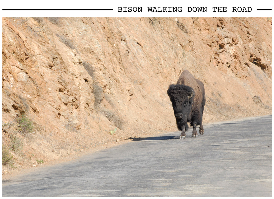 Bison Walking Down the Road postcard photo