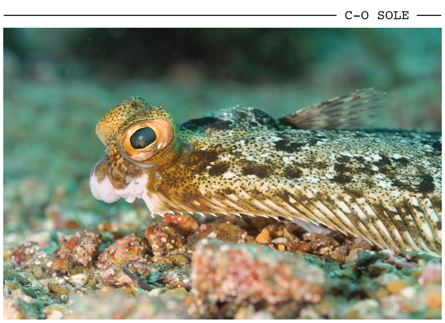 C-O Sole postcard photo