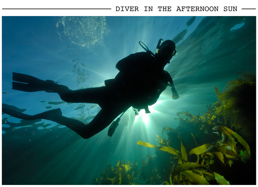 Diver in the Afternoon Sun postcard photo