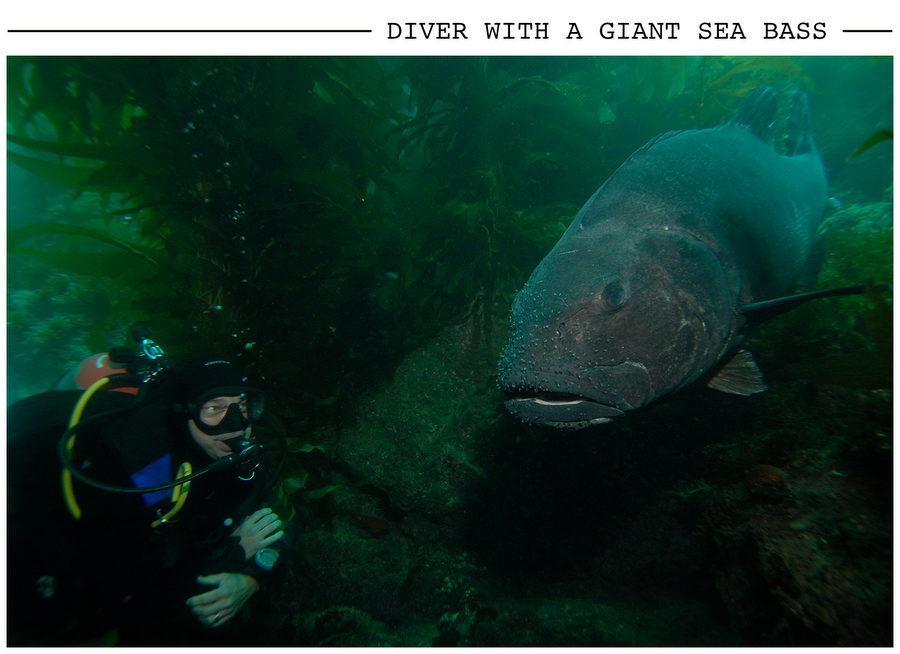 Diver with a Giant Sea Bass postcard photo