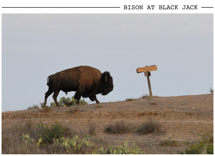 Bison at Black Jack postcard photo