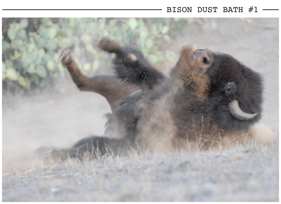 Bison Dust Bath #1 postcard photo