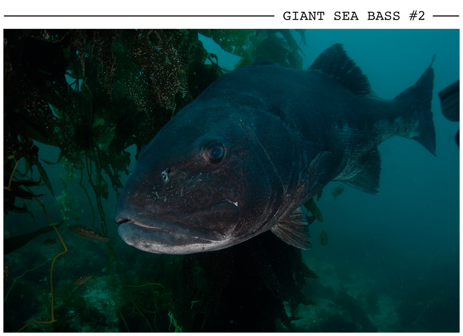 Giant Sea Bass #2 postcard photo