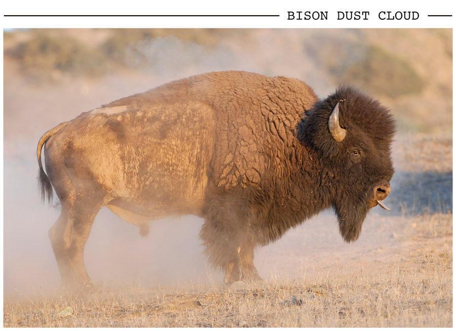 Bison Dust Cloud postcard photo
