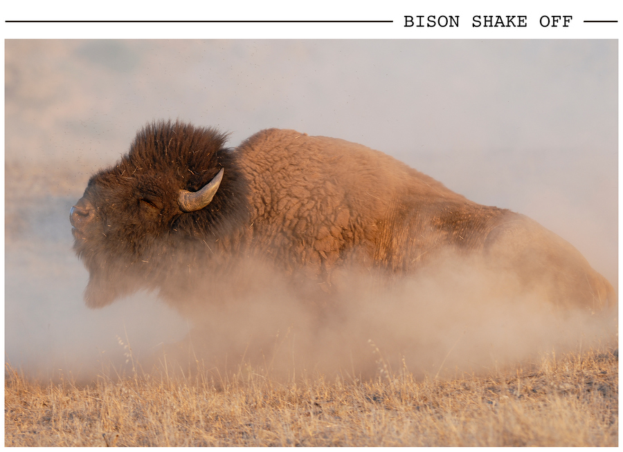 Bison Shake Off postcard photo