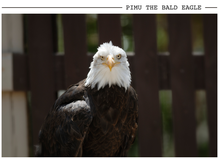 Pimu the Bald Eagle postcard photo