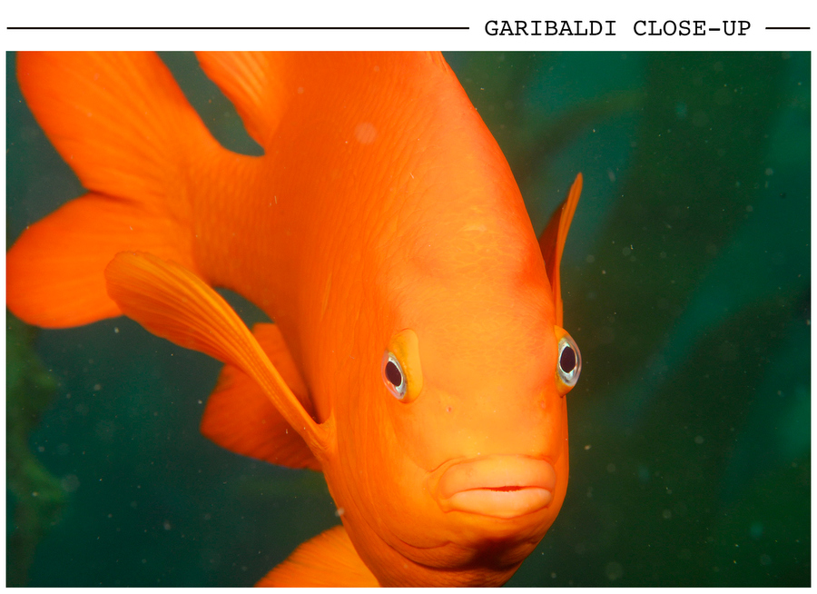 Garibaldi Close-Up postcard photo