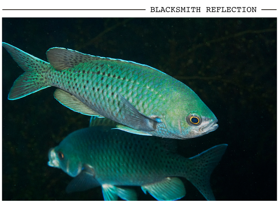 Blacksmith Reflection postcard photo