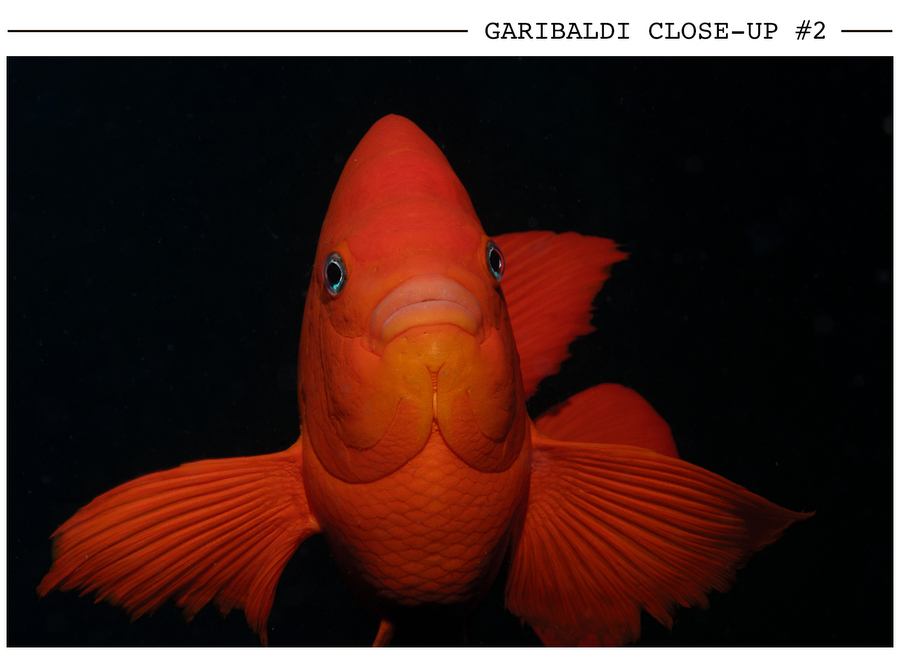 Garibaldi Close-Up #2 postcard photo